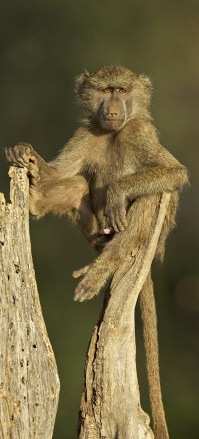 [young-male-olive-baboon-samburu-national-reserve-kenya-all2809762[14].jpg]