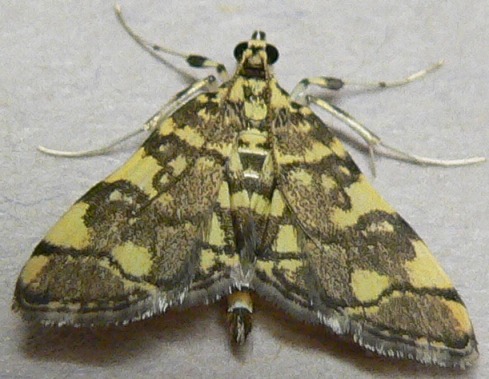 Checkered Apogeshna Moth