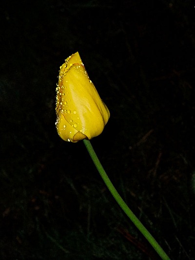 DSCF2385_f80_wet_tulip[1]
