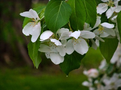 DSCF2426_apple_blossoms[1]