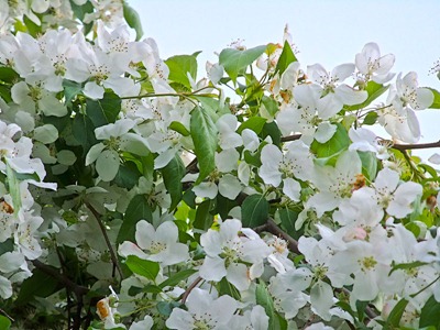 DSCF2425_apple_blossoms[1]