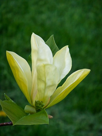 DSCF2432_magnolia[1]