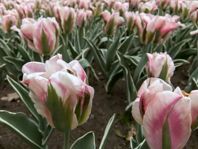 DSCF2464_tulips[1]