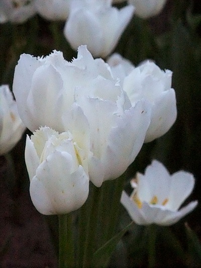 DSCF2472_tulips[1]