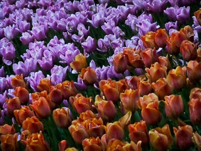 DSCF2481_tulips[1]