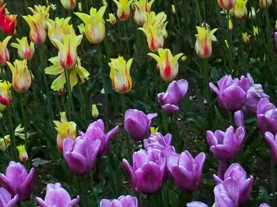 DSCF2484_tulips[1]