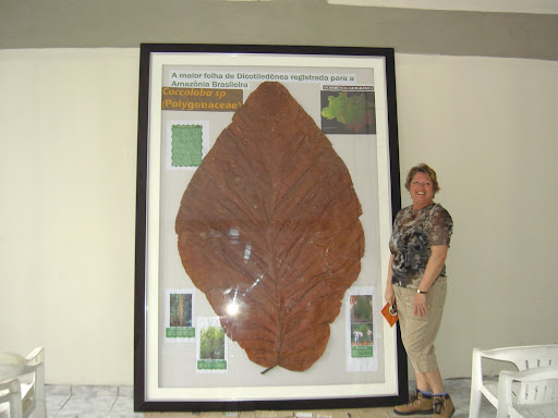 http://lh6.ggpht.com/_RdnRnjnPnWE/RqTMgVJQuHI/AAAAAAAAAd8/Uiz_HKEWlmI/Largest+leaf+in+world+coccoloba.JPG
