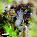 Minute Moss Bug