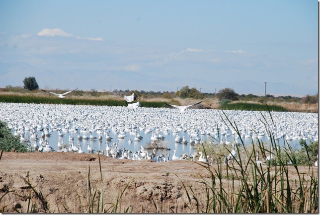 02-08-10 C Sonny Bono NWR - Unit 1 007