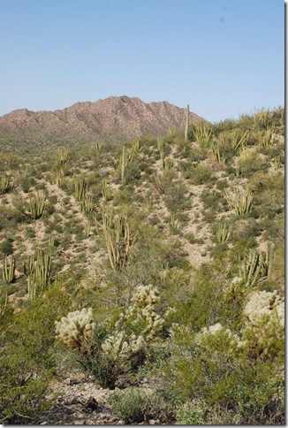 03-04-10 B Desert View Trail - OPCNM (56)