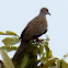 Spotted Dove, Mountain Dove, Pearl-necked Dove or Lace-necked Dove