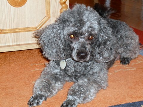 DSCF0686.JPG