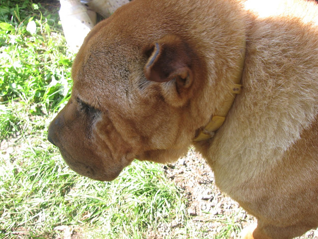 IMG_7958.JPG