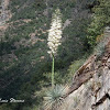 Our Lord's Candle (Blooming Yucca)