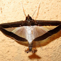 Cucumber moth
