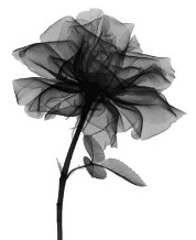 Rose_Radiograph_large