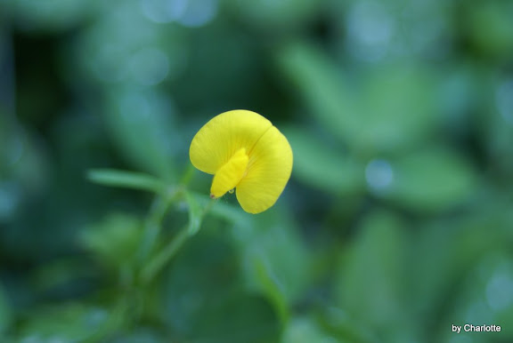 可怕的蔓花生植被護坡植物 Powered By Discuz Archiver