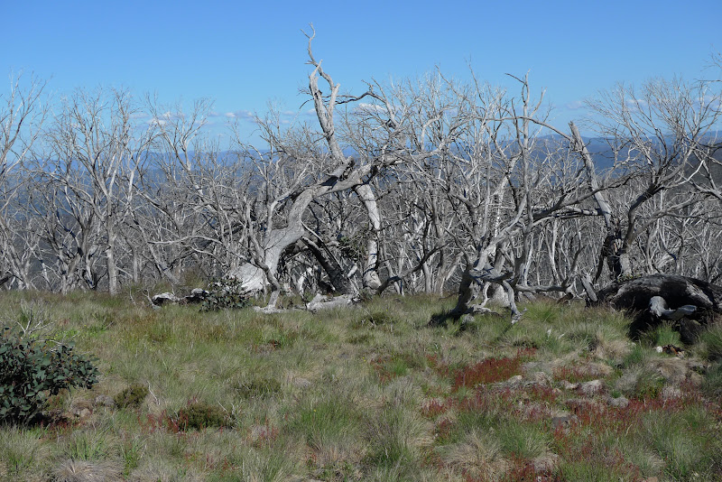 a stark white ring barked forest: Panasonic Compact Camera Talk Forum ...