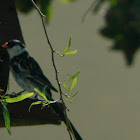 Pin-tailed whydah