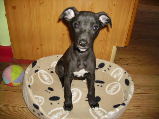 Diddy 8 Week Old Whippet X Greyhound Gap