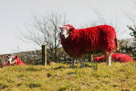 red-sheep