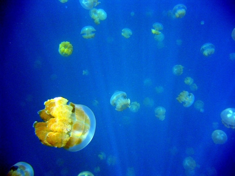 [jellyfish-lake[2].jpg]