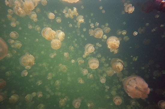 [jellyfish-lake (2)[2].jpg]