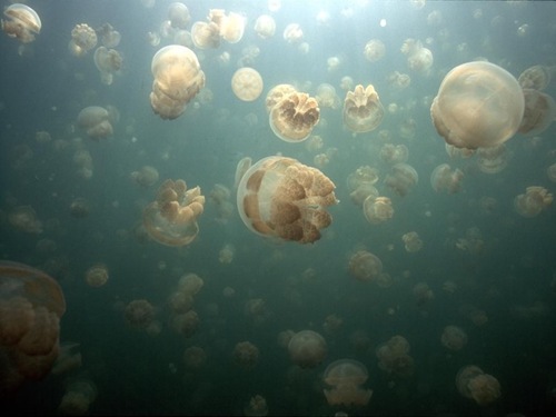 jellyfish-lake (13)