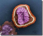 Vírus da gripe visto pelo microscópio eletrônico de transmissão (colorido por computador). Em roxo está o material genético do vírus.