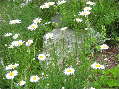 june-wild-daisies