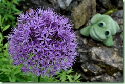 Allium 'purple sensation'