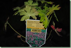 Geranium macrorrhizum ‘Ingwersen’s Variety’