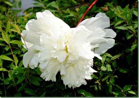 Paeonia lactiflora 'Charlies White'