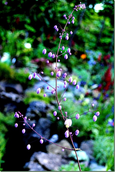 Thalictrum delavayi