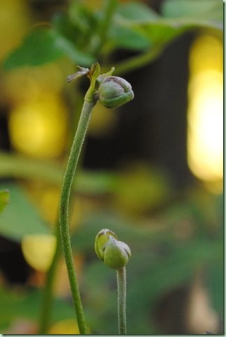 Anemone hybrida 'Pamina'