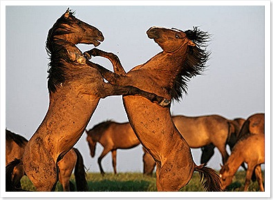 Cabalos