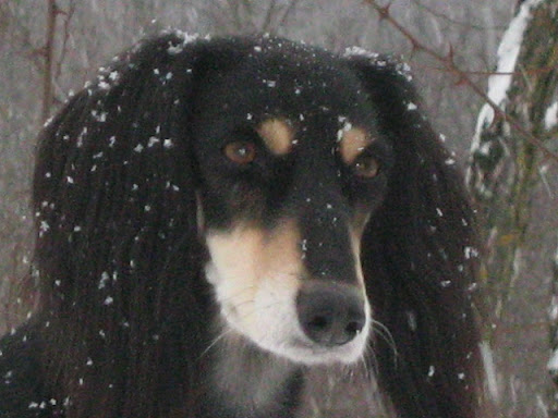 IMG_7028.JPG