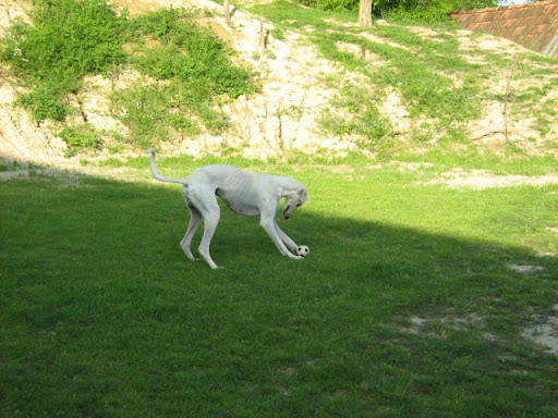 IMG_8989.JPG
