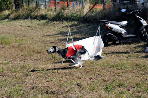 simbi%20coursing2.jpg