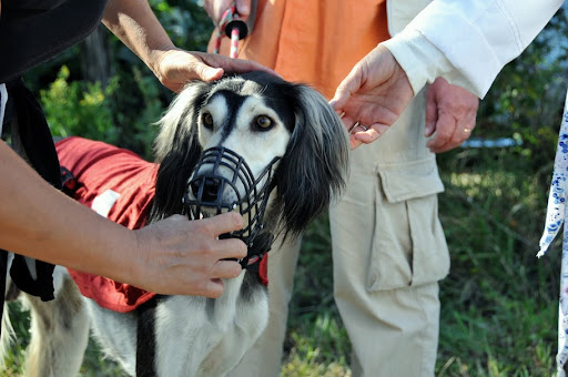 simbi%20coursing%2013.jpg