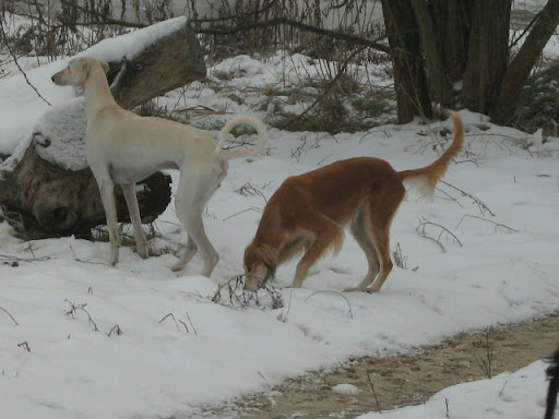 IMG_2588.JPG