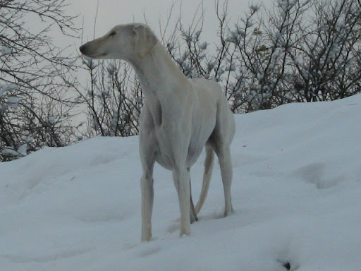 IMG_2531.JPG