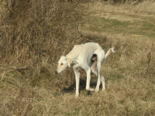 IMG_3511.JPG
