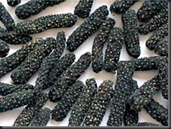 Ayurveda arogyam: pippali / long pepper /pippalu