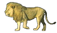 Lion_animated%20real.png