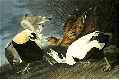 john james audubon, eider duck (zeeëend)