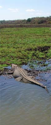 orinoco krokodil, fotograaf mij onbekend