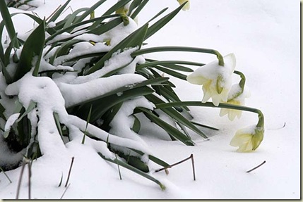 daffodils snow