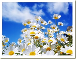 May Blog Hop daisies
