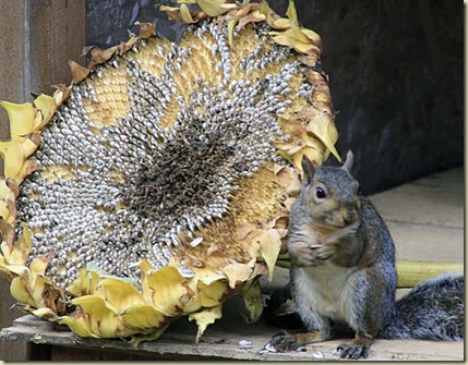 sunflower squirrel2